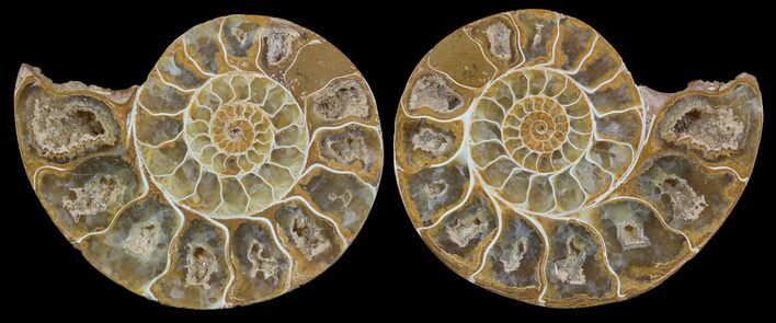 Cut & Polished, Agatized Ammonite Fossil - Jurassic #53787